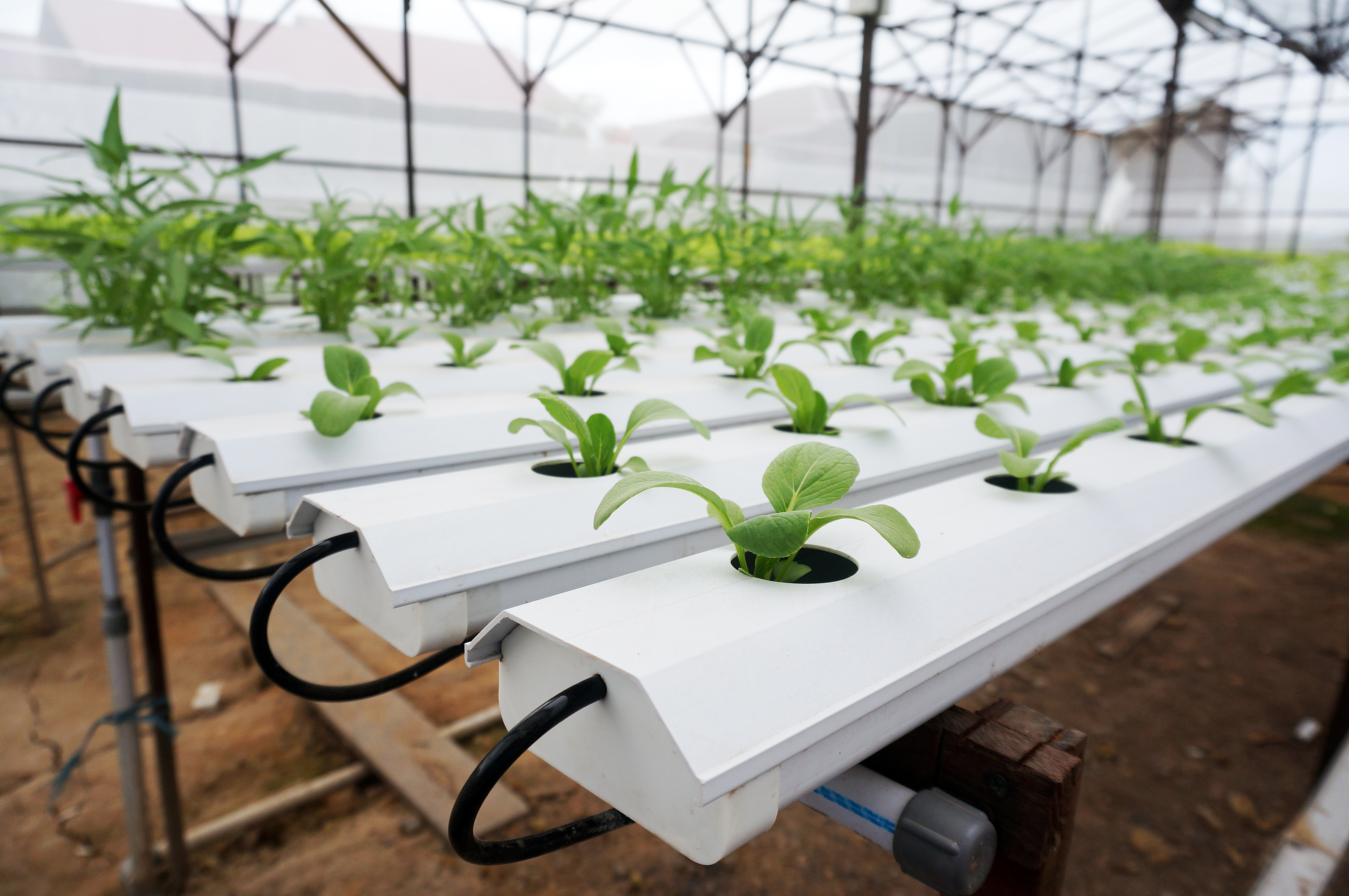 Grow Rooms & Drying Spaces